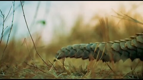 Small pangolins are born with soft scales that harden after a couple of days