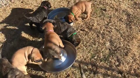 Count your blessings ! Cinnamon puppies. 11-27-22 outside today LonelyCreek bullmastiff