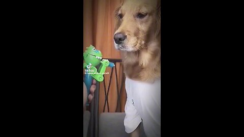 Dog is not having it!!