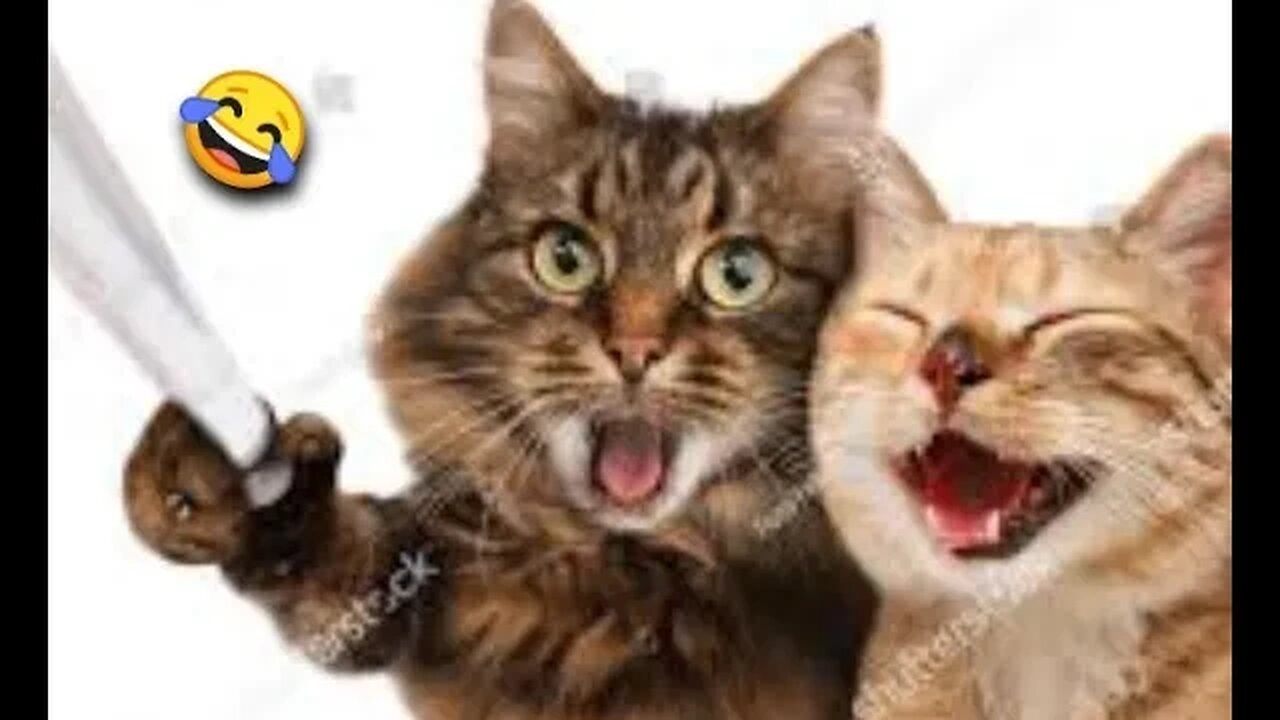 Funny animals video 😂😂 in 2022- Best dogs and Cats video 😹...