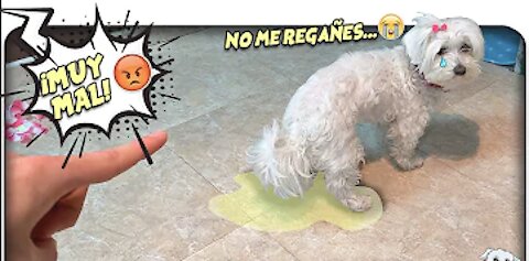 5 COSAS que NO Debes Hacer con Tu PERRO!