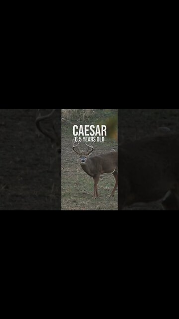 Caesar from 2 years old to 6 years old!! Wow!! #whitetail #bigbuck