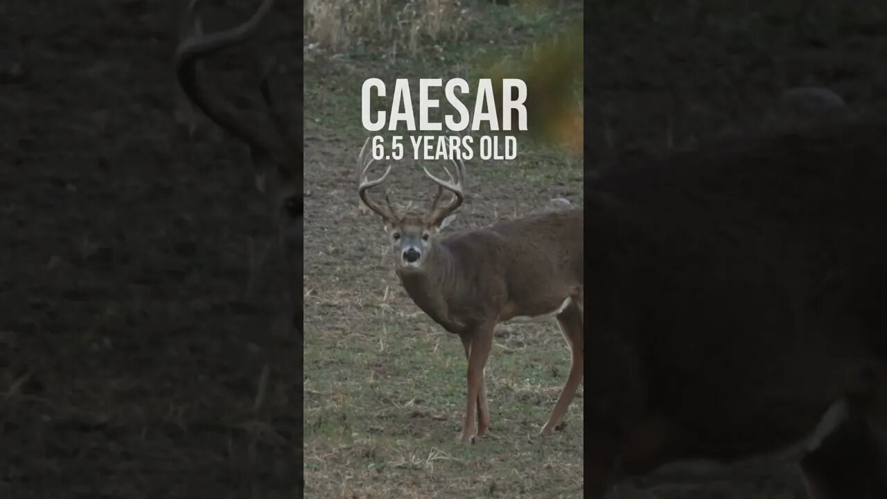 Caesar from 2 years old to 6 years old!! Wow!! #whitetail #bigbuck