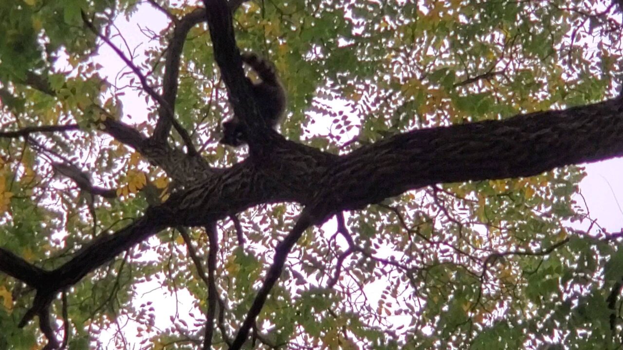 Fern out on a limb