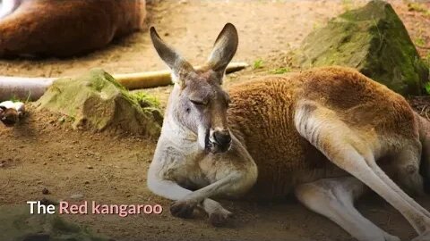 Red Kangaroos