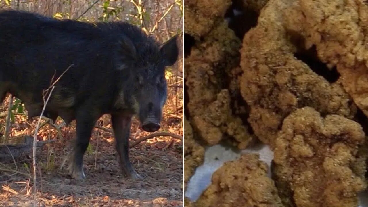 Wild Hog Hunt! Delicious Pork Nuggets!! Catch Clean Cook