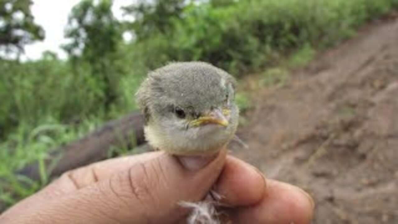 Human respect and love for birds
