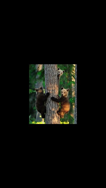 Созерцание живых существ похоже на медитацию.