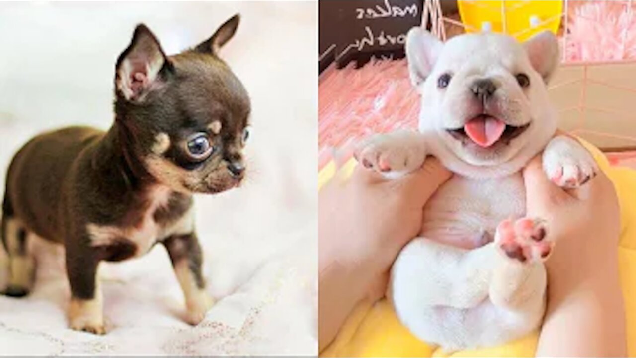 Cute and Funny Dog Videos Compilation that will make your day