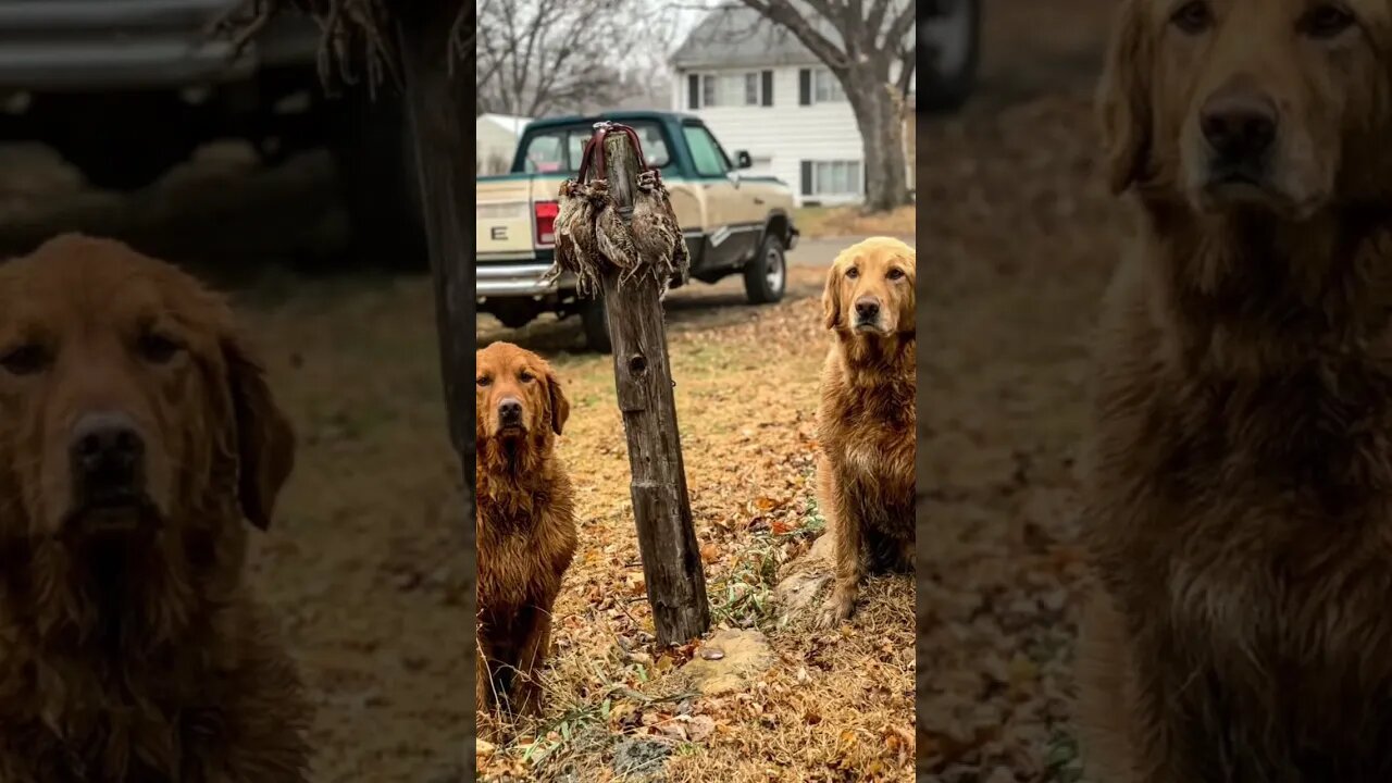 Golden Retrievers and Birds