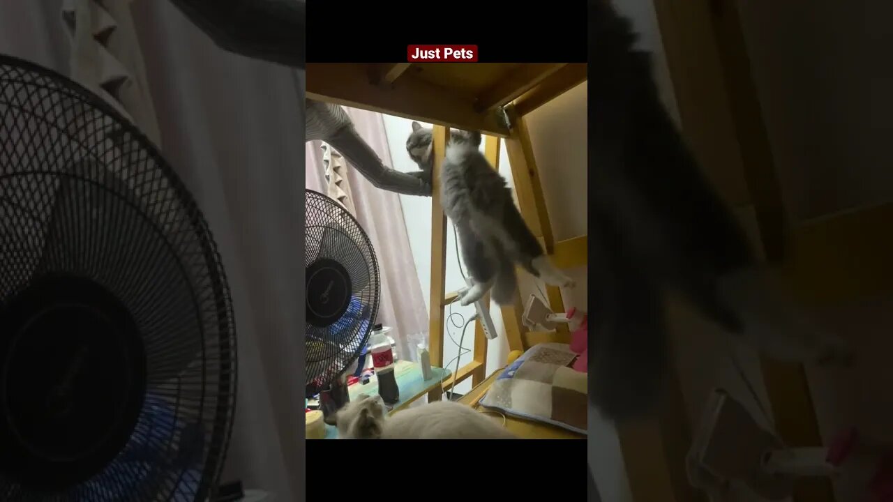 Caught on right time #cute #funnyanimals #tiktok #funnyvideos #cat