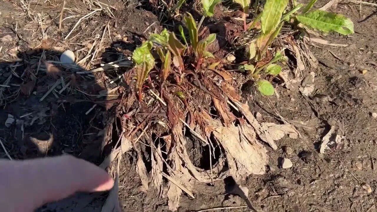 Will Cover Crops Survive Record Setting Low Temps?