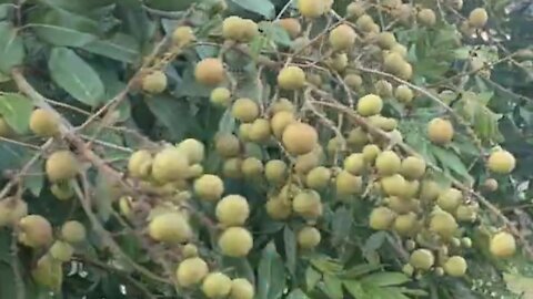 ready to harvest longan fruit