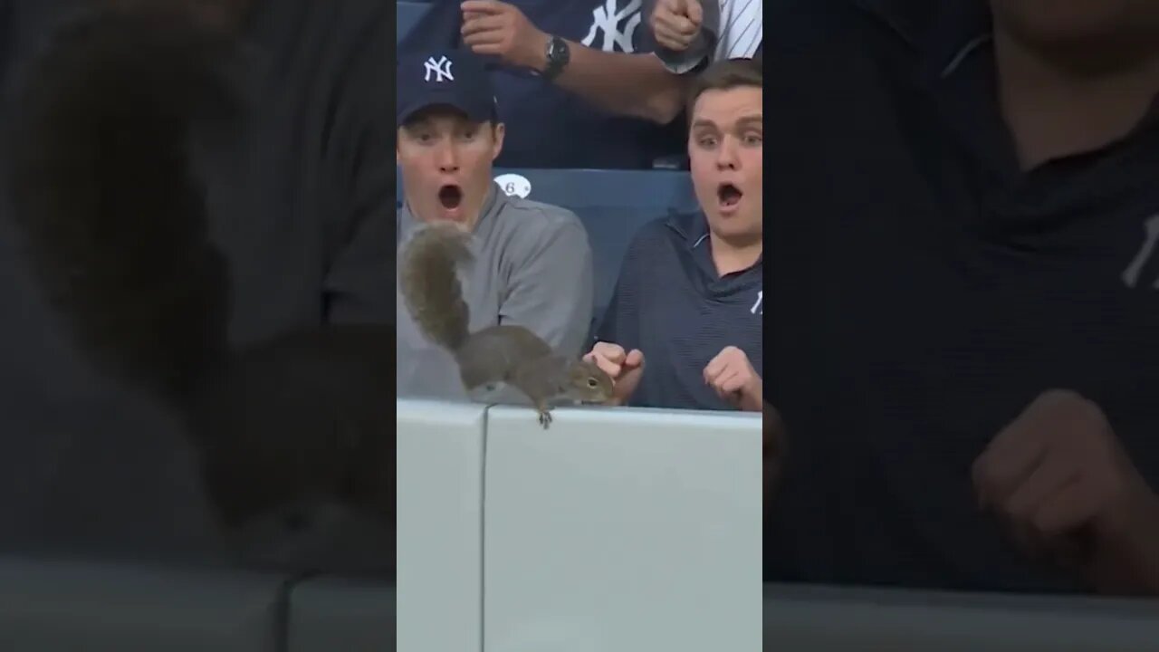 That Was Nuts! Squirrel at Yankees game - Super Squirrel