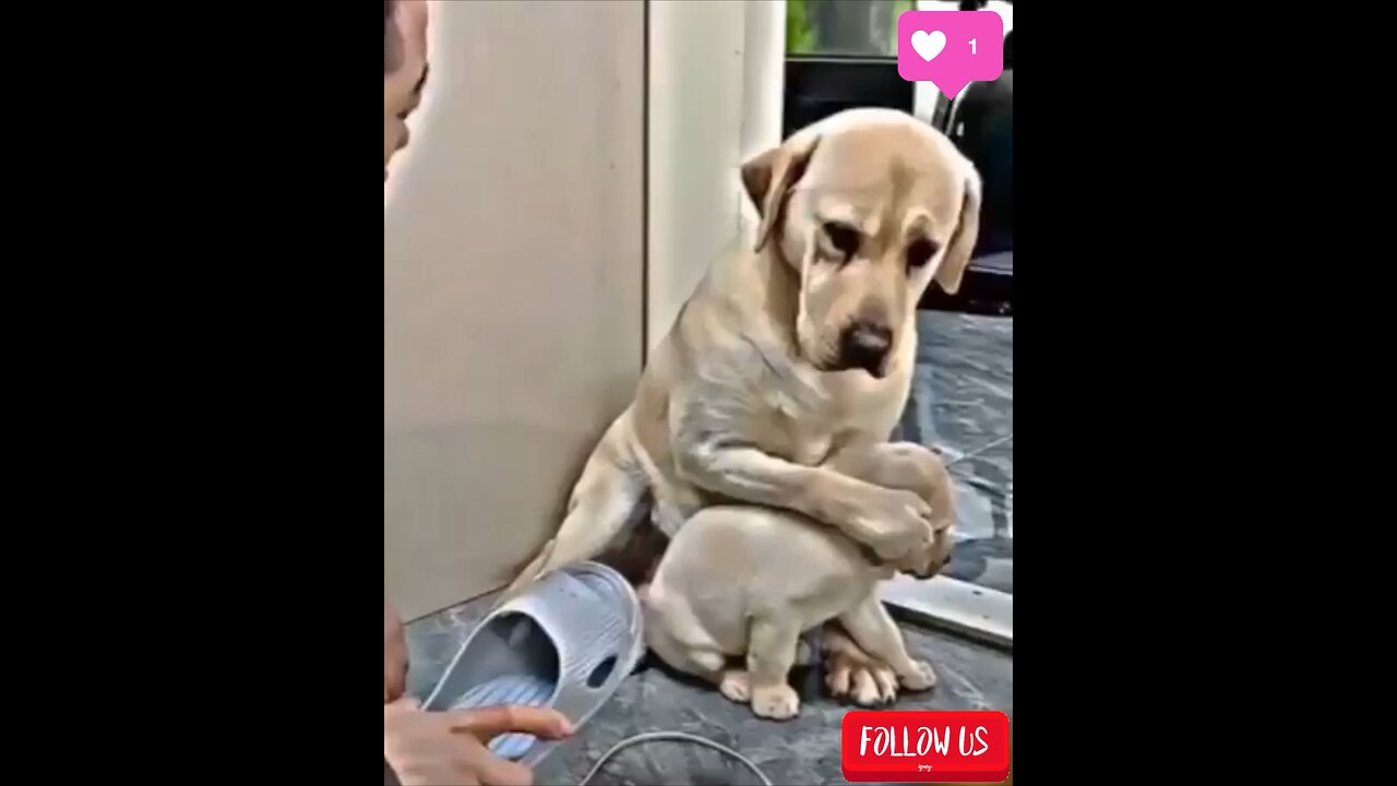 Mother dog reaction ￼🥹