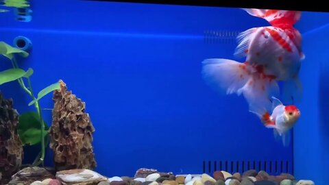 Goldfish kingdom Beautiful oranda54 1