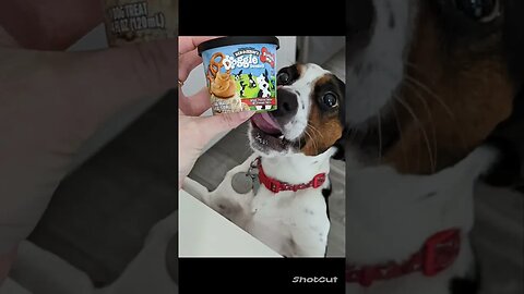 Here's Your Daily Dose Of Sweet, Adorable, Funny, Derpy Animals!!!