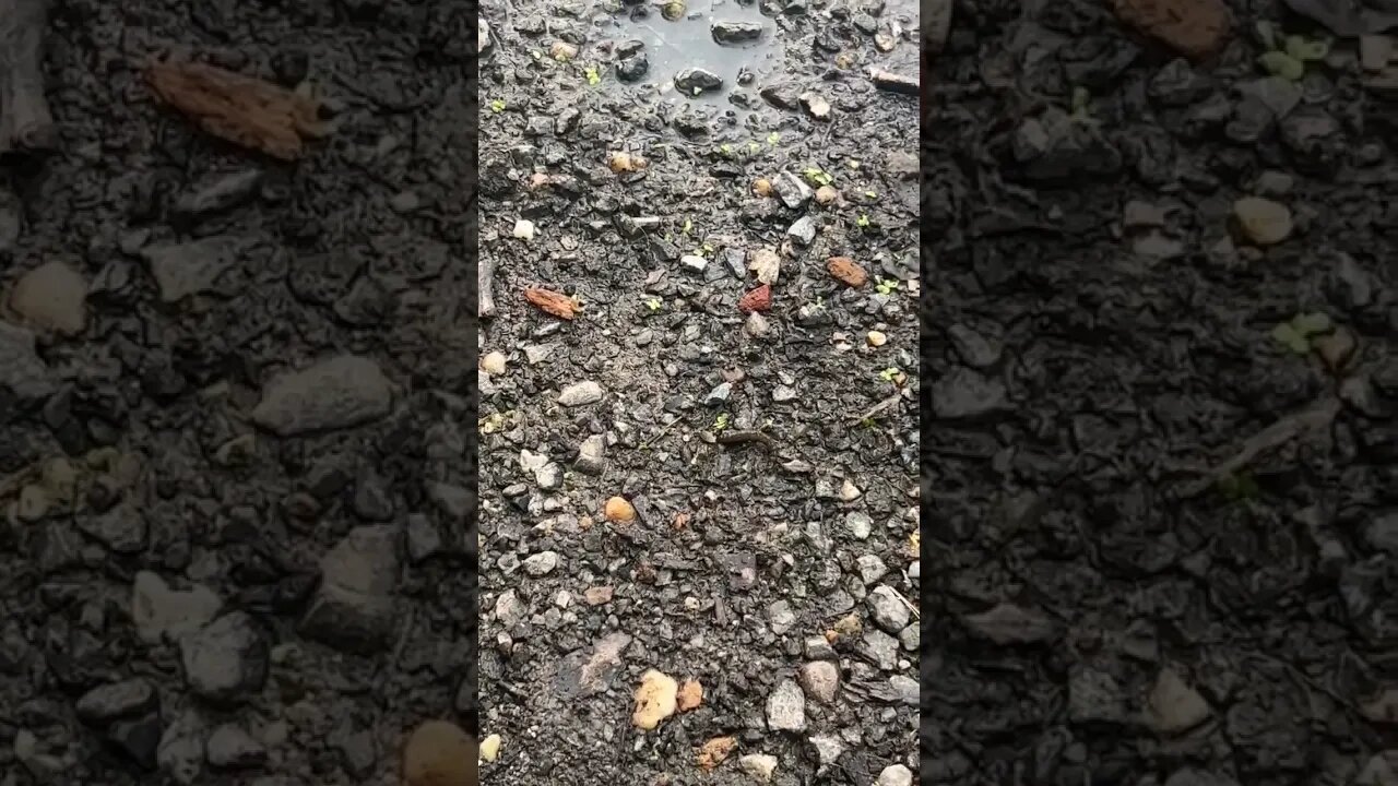 Brown Insect Larva Crawling Over Rocks