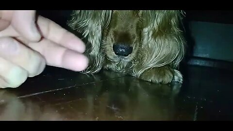 #dogshow , #animals , #dogs