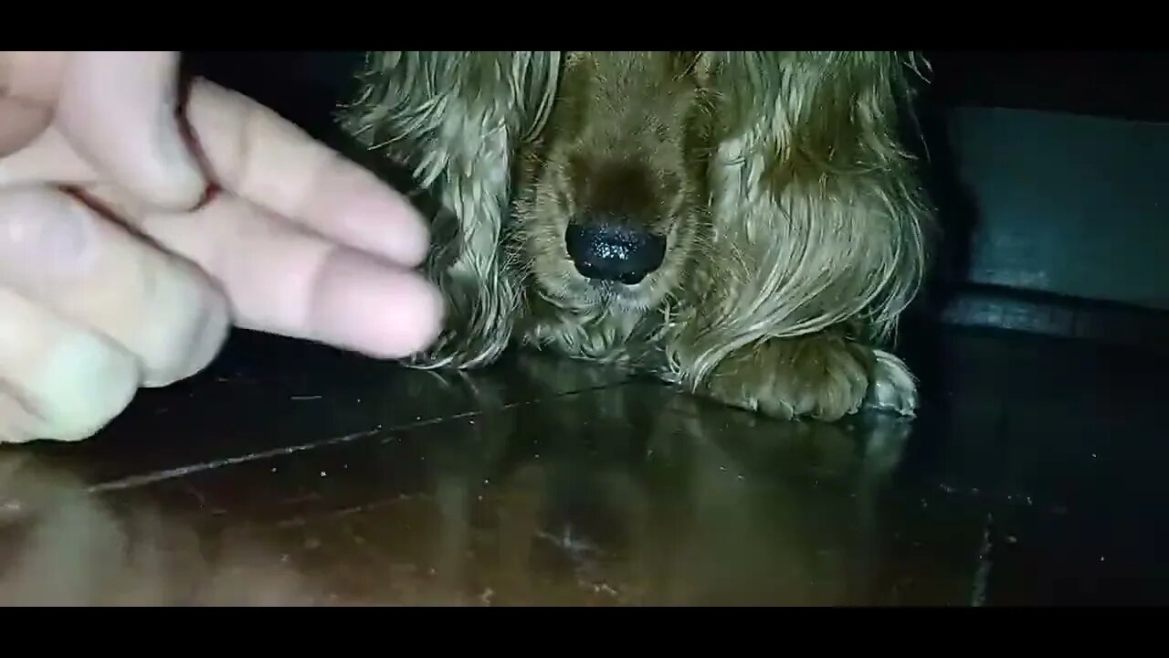 #dogshow , #animals , #dogs