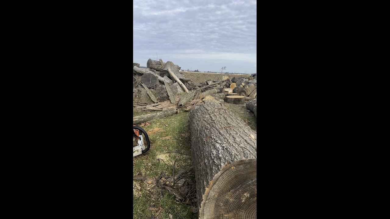 Cutting a red oak log