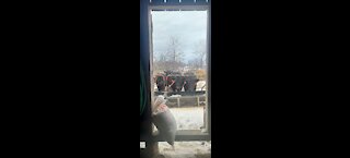 Feeding the feeder calves (almost fell)