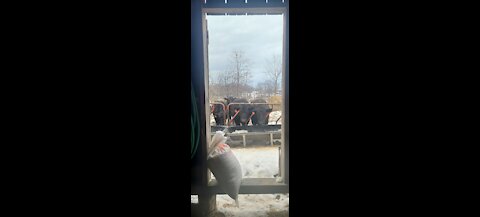 Feeding the feeder calves (almost fell)