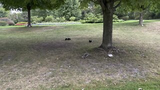 3 playful Squirrels