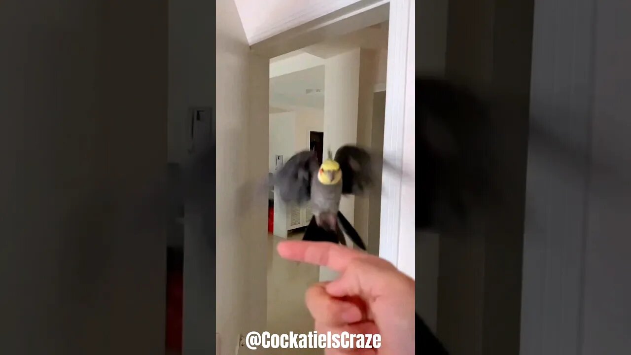 Adorable Cockatiel Jojo Lands on My Hand | Heartwarming Bird Bonding Moment