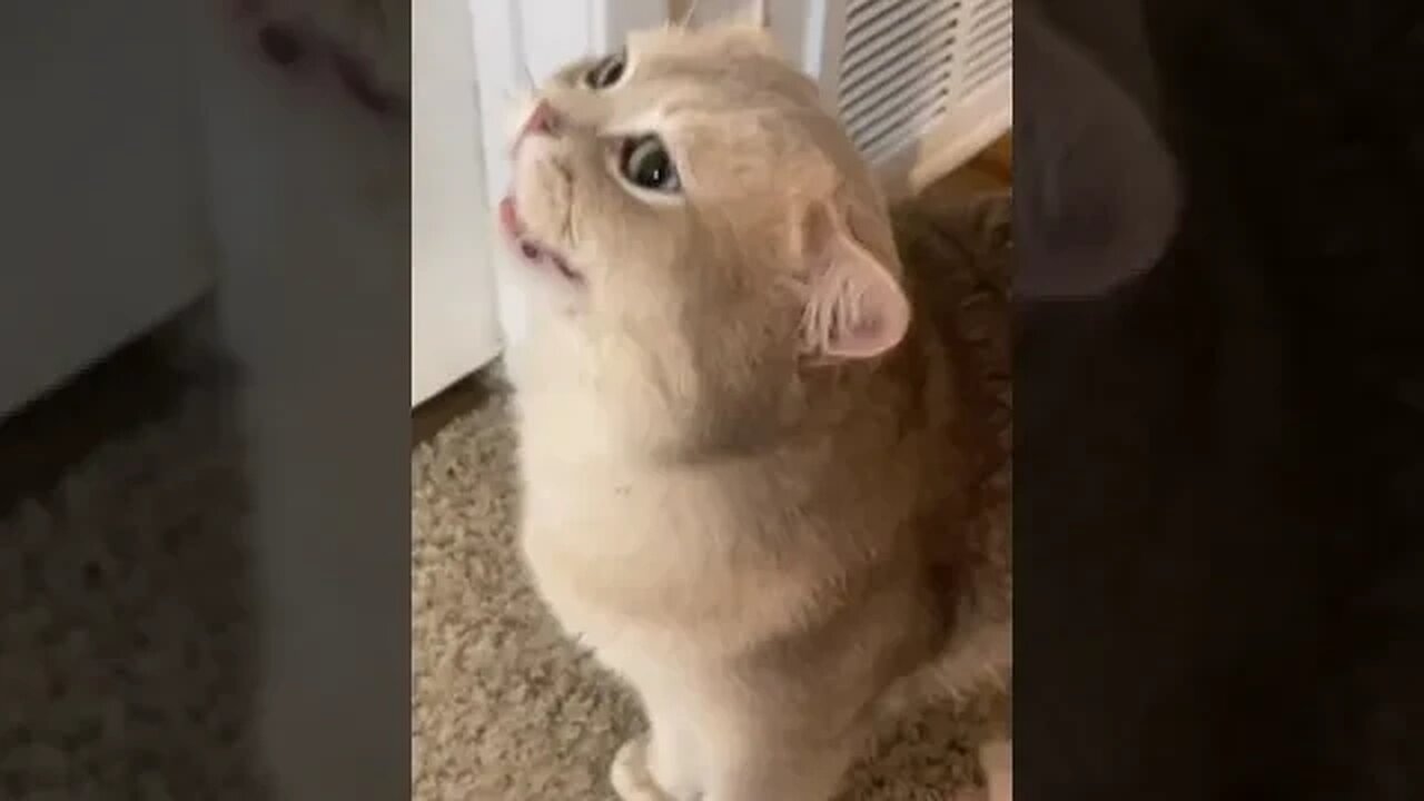 CAT VIDEO