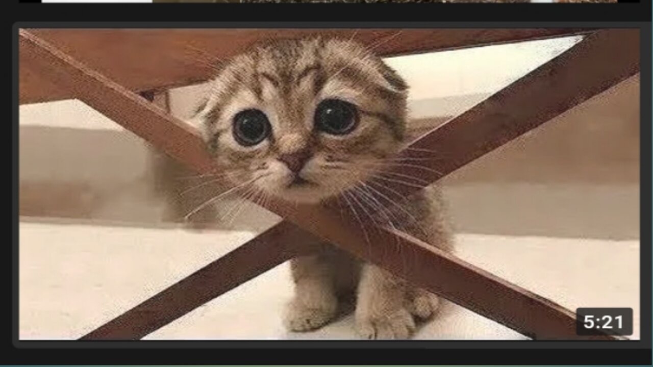 Cute And Funny Pets / Try Not To Laugh To These Pets Compilation #shorts