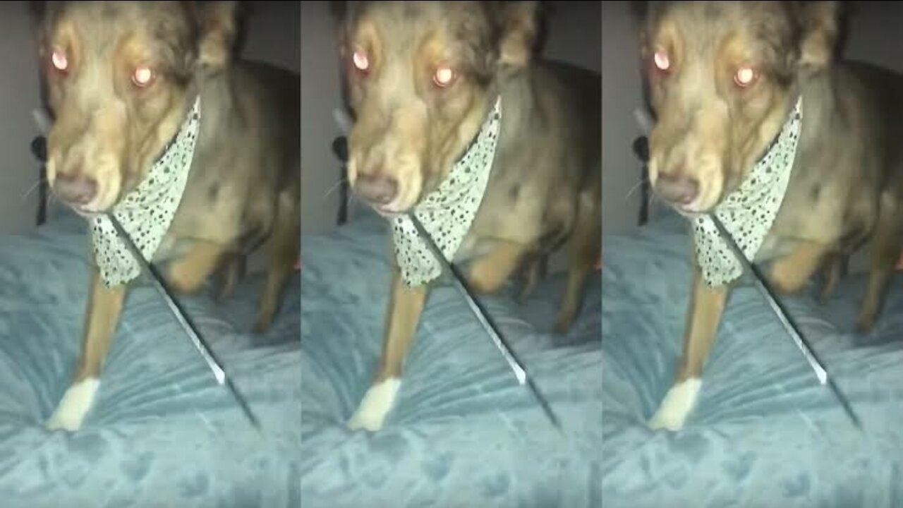 this knife-wielding dog is a hilarious nightmare come true