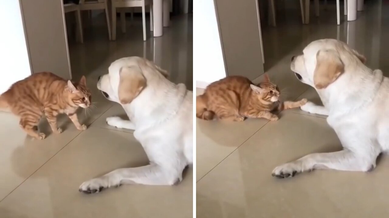 Cat annoys dog but he apologizes and offers his friendship.