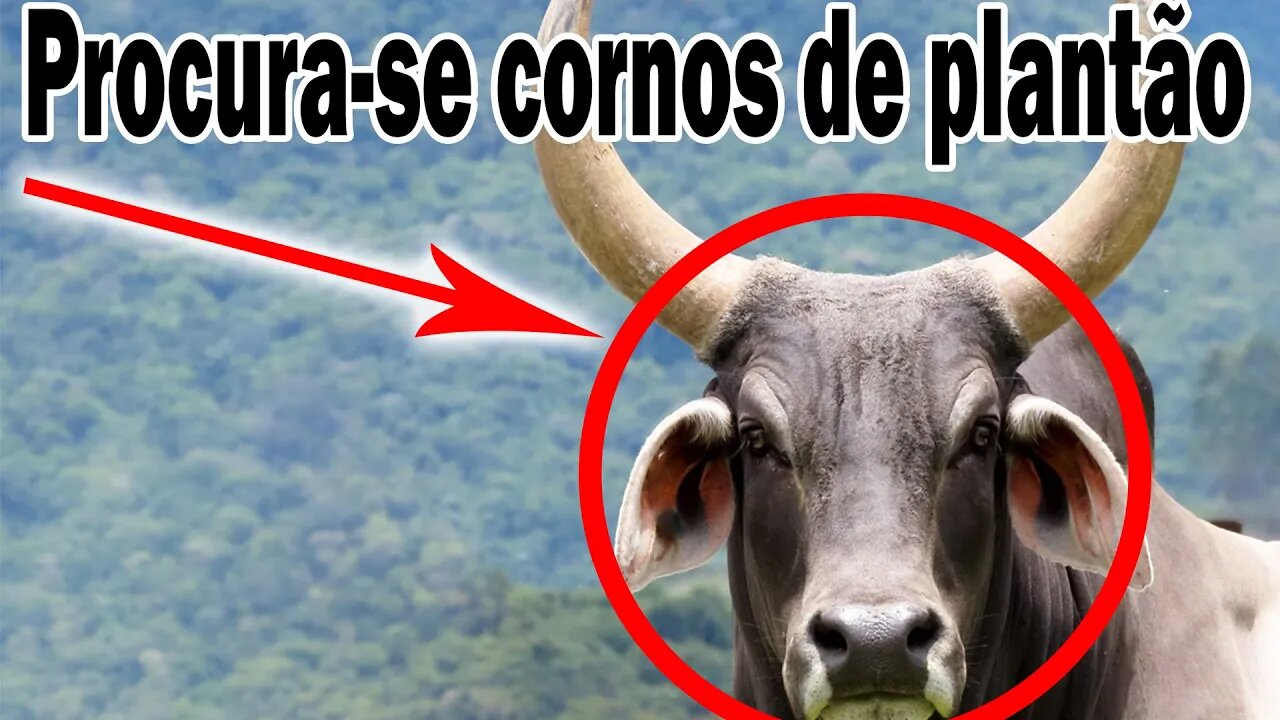 O Brasil terá GRAVÍSSIMOS problemas com CORNOS em 2023