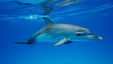 Amazing Dolphins