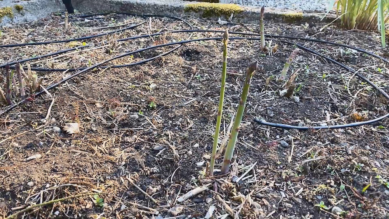 Today in the Garden - 1. Asparagus