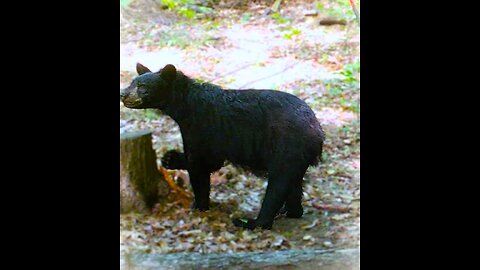 2022 Northern Wilderness Trailcam