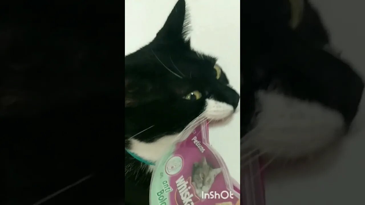 Gato Bartolomeu Tunico pedindo petisco e sachê 😺