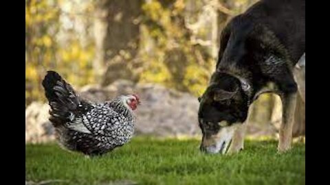 Chickens vs Dog Fight - Funny video