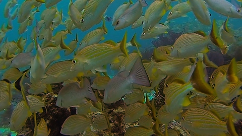 Diver swimming through colorful fish creates beautiful effect