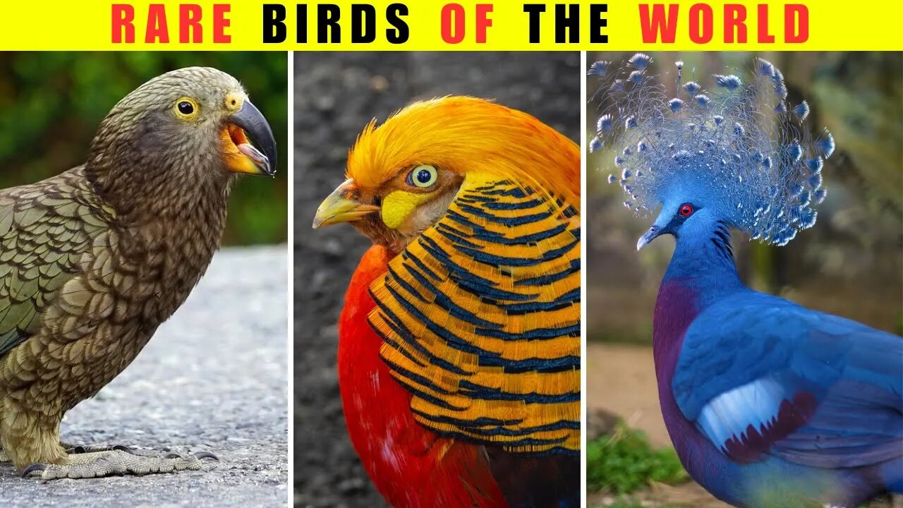 Top 10 Rarest bird in the world | Wonder Insight