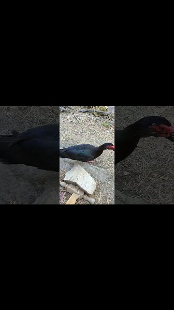 One of my best Muscovy Drakes #ducks #muscovy #muscovyducks #drakes