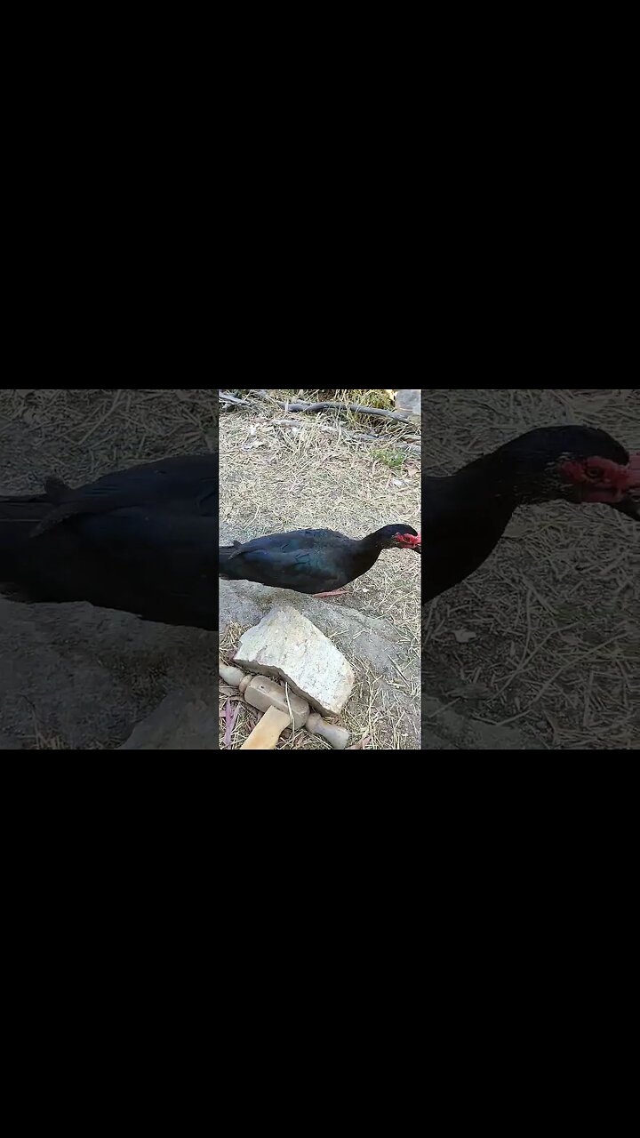 Muscoby Drake One of my best Muscovy Drakes #ducks #muscovy #muscovyducks #drakes
