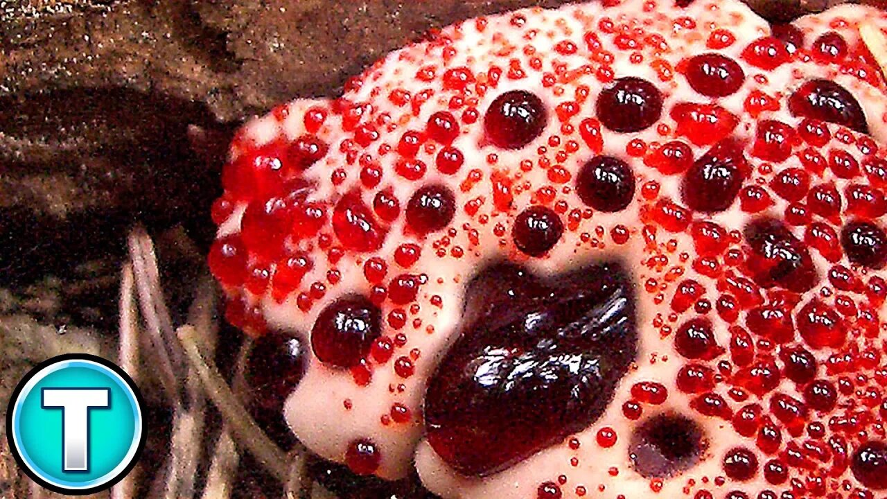 Bleeding Tooth Fungus