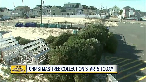 Christmas tree collection starts today in Tampa, what you need to know for your county