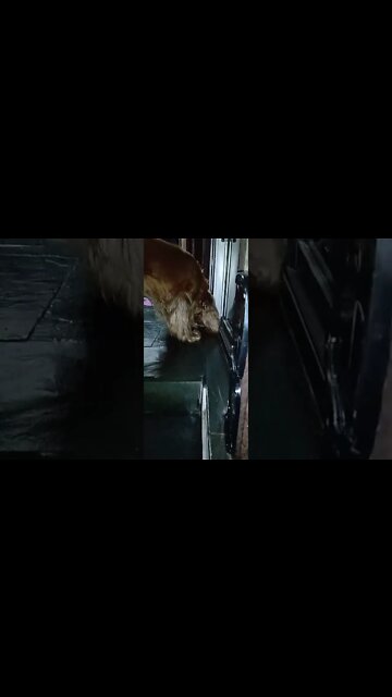 #dogshow , #animals , #dog , #shorts