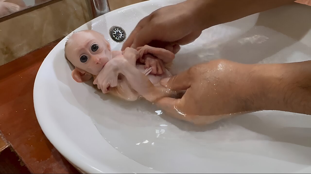 Bathing the Cutest Baby Monkey