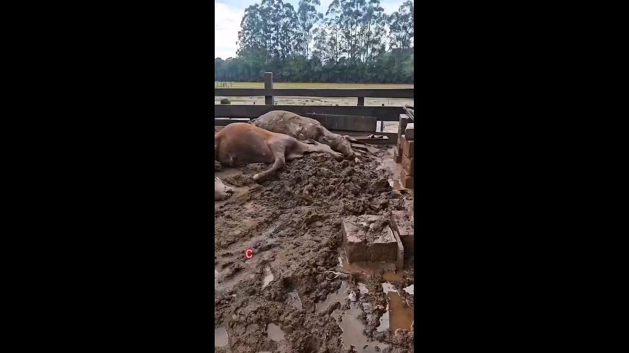 Brazil Floods ANIMALS KILLED