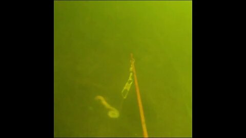 Bream on the Baitcam