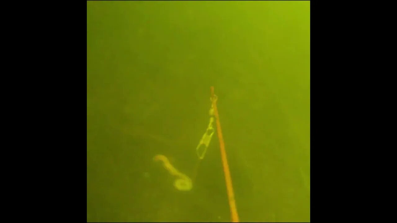 Bream on the Baitcam